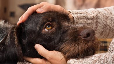 Woman gently holding dog's face in her hands