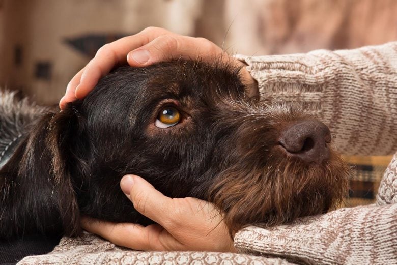 Woman gently holding dog's face in her hands